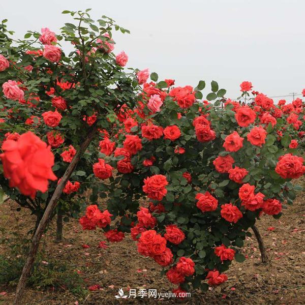 在培育幼齡期的月季時，有哪些需要注意的？(圖1)