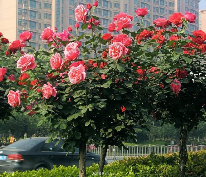樹狀月季都有哪些的我們不知道的養(yǎng)護(hù)小技巧？(圖1)