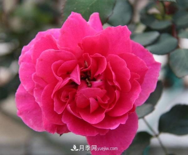 南陽樹狀月季批發(fā)告訴你一些植物成長的小常識！(圖1)