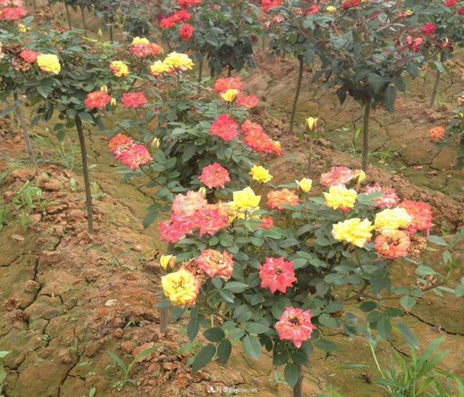 炎熱的夏天如何加強(qiáng)月季植株田間管理？(圖1)