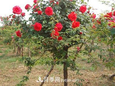 樹狀月季這兩個(gè)地方的芽是必須要抹掉的，你知道嗎？(圖1)