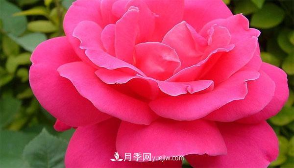 想要月季花朵開(kāi)的又大又好，這幾個(gè)修剪小技巧一定要掌握！(圖1)