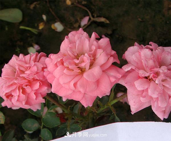 月季是我國(guó)的原產(chǎn)花卉，后來產(chǎn)生了很多優(yōu)良品種。分別是？(圖1)
