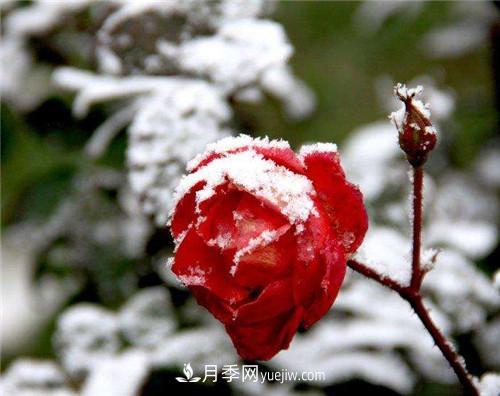 被雪中的月季花所震撼，傲然開放，芳香依舊(圖3)