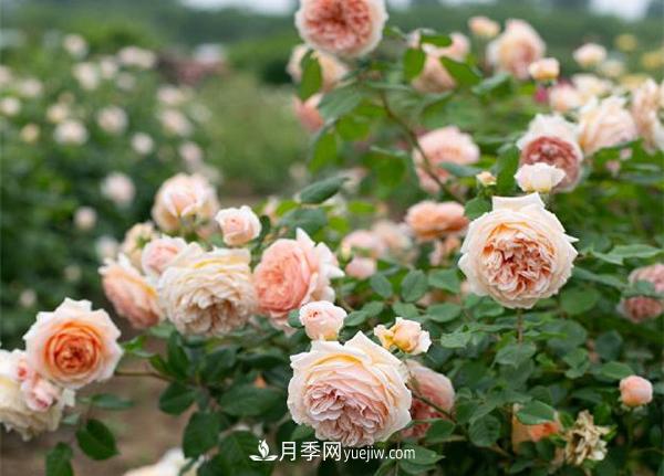 花園藤本月季，9個優(yōu)秀品種推薦(圖7)