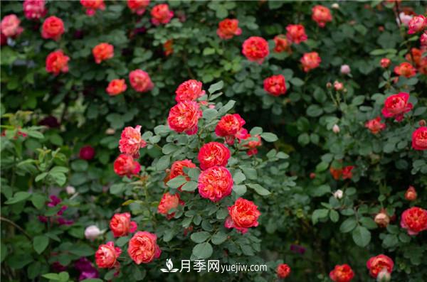 花園藤本月季，9個優(yōu)秀品種推薦(圖4)