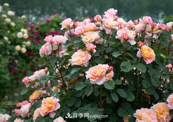 花園藤本月季，9個優(yōu)秀品種推薦(圖2)