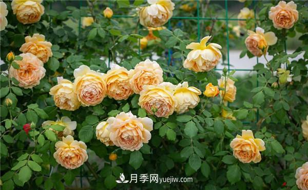 花園藤本月季，9個優(yōu)秀品種推薦(圖1)