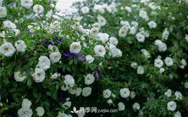 花園藤本月季，9個優(yōu)秀品種推薦(圖3)