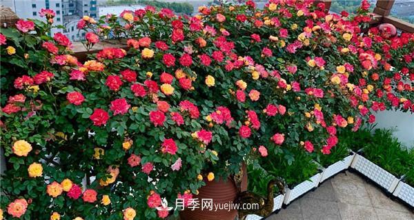 花園藤本月季，9個優(yōu)秀品種推薦(圖5)