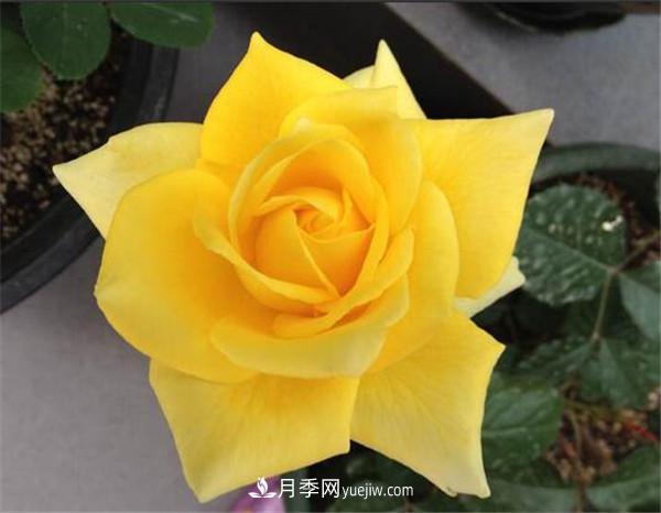 5種高顏值黃色系月季，漂亮又好養(yǎng)(圖1)