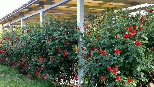 月季新手手冊：江南一帶冬季養(yǎng)月季問題一覽(圖2)