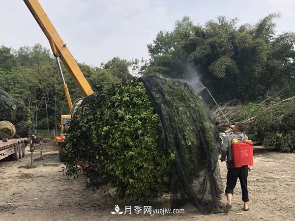 南陽桂花基地，桂花移植的***佳時機(jī)是什么時候(圖3)