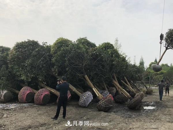 南陽桂花基地，桂花移植的***佳時機(jī)是什么時候(圖2)