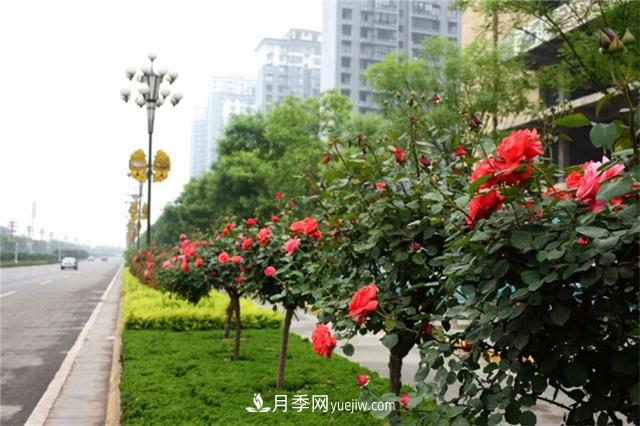 冬季常綠的綠化苗木有哪些？(圖1)