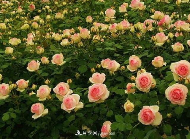 藤本月季有“2件傻事”不要做，否則明年花量“少1半”(圖3)