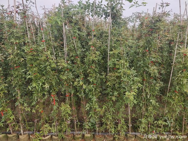 2米高紅木香，優(yōu)秀爬藤花卉基地批發(fā)價(jià)格(圖2)