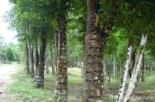 中國(guó)十大珍貴樹(shù)種，名貴樹(shù)木(圖1)