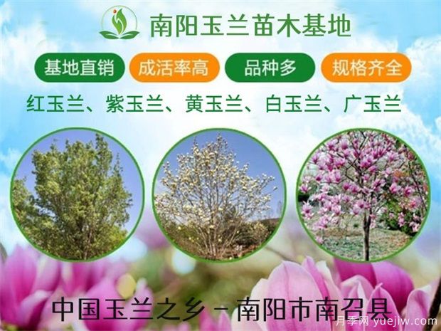 行道樹的分類，常見的常綠行道樹品種有哪些？(圖1)