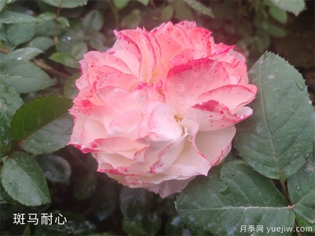 種植樹狀月季苗用什么土比較合適呢？(圖1)