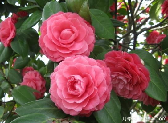 山茶花的特性，制作盆景茶花的技巧(圖1)