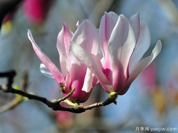 二喬玉蘭是什么顏色的花？(圖1)