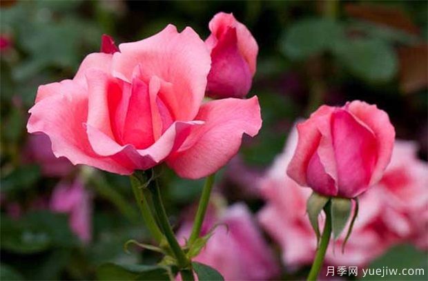 盆栽月季為什么花朵越開越??？影響月季開花主要因素(圖1)