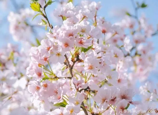 幾種讓花園充滿浪漫色彩的粉色花卉，滿足少女心(圖1)