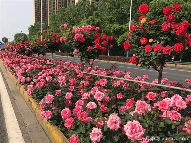 南陽苗木養(yǎng)護(hù)施肥技巧，保你苗子長得好(圖1)