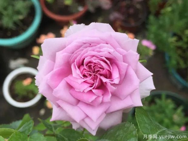推薦5種藍(lán)色月季，網(wǎng)紅品種并且花量大花期長(圖3)