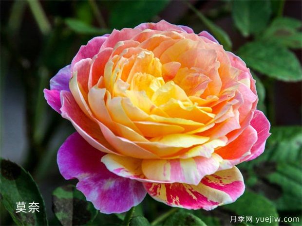 推薦8種灌木月季品種，經(jīng)典驚艷花量豐富(圖5)