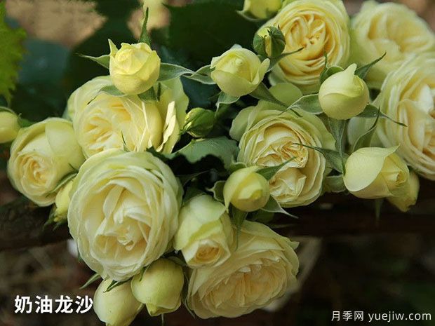 推薦十款花期***長的月季品種，賞花享四季(圖2)
