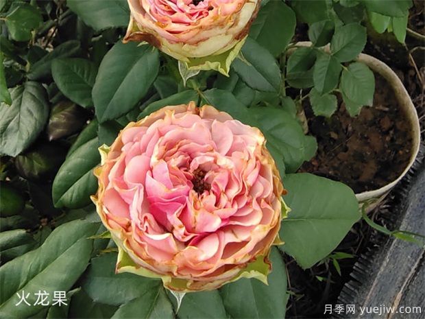 推薦十款花期***長的月季品種，賞花享四季(圖7)