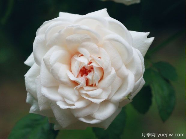 推薦十款花期***長的月季品種，賞花享四季(圖9)