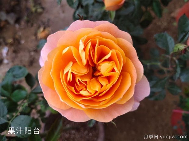 推薦十款花期***長的月季品種，賞花享四季(圖10)