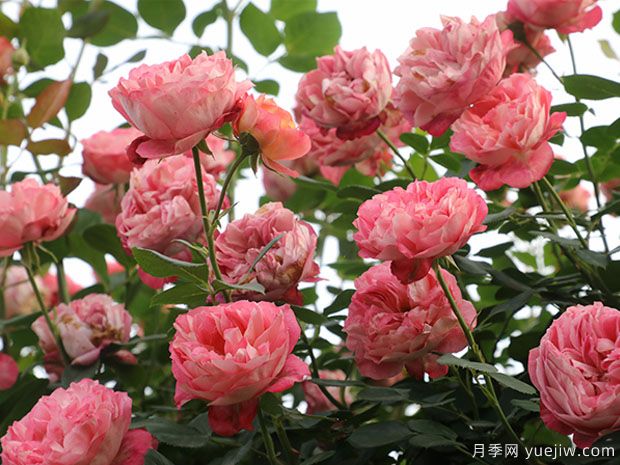 推薦5個(gè)抗病性強(qiáng)的藤本月季品種，新手輕松種植(圖1)