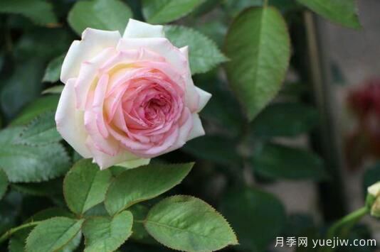 通過(guò)4點(diǎn)做好月季花期護(hù)理，你的月季花才能越開(kāi)越好(圖1)