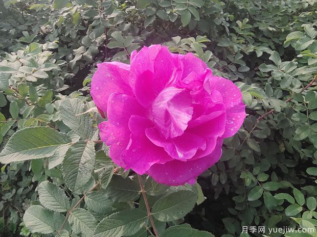 玫瑰？月季？薔薇？如何分清楚？情人節(jié)送的是什么？(圖2)
