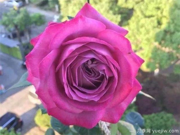 中國十大名花圖片，盤點各種好看的花卉(圖1)