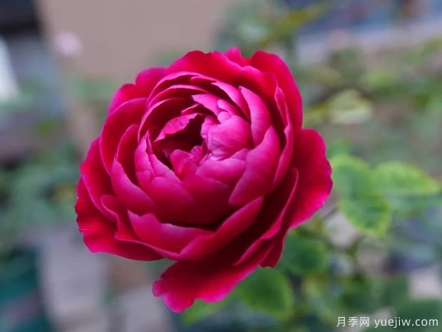 月季花有哪些種類？月季花常見的繁殖方法有哪些？(圖1)