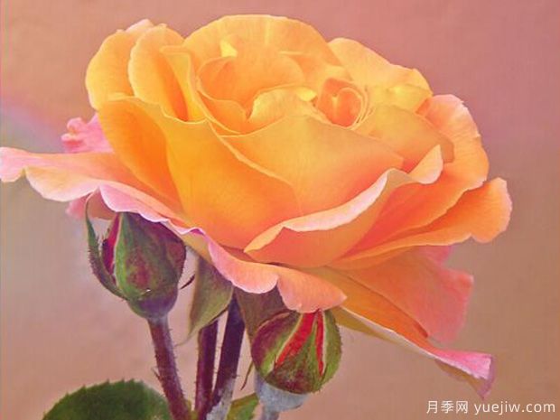 鄭州市花是月季，愛上鄭花滿城(圖3)