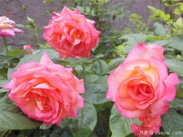 月季花苗養(yǎng)多久可以開花？月季花苗養(yǎng)植方法(圖2)