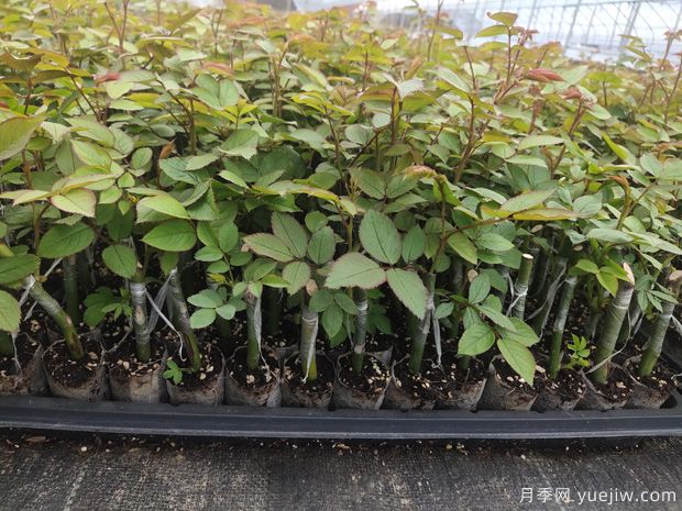 如何挑選優(yōu)質(zhì)月季花苗？這幾種月季苗交給你(圖1)