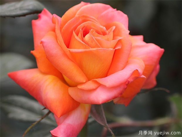 大花月季人人愛，如何把大花月季養(yǎng)的枝繁葉茂？(圖1)