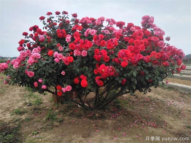 大花月季嫁接前應該怎么做(圖1)
