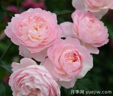 35個(gè)奧斯汀官方推薦的月季品種，抗病強(qiáng)長(zhǎng)勢(shì)好開(kāi)花多花友必選(圖5)
