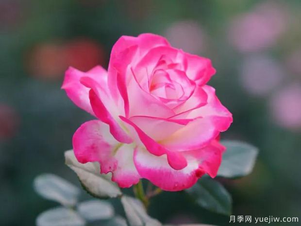 養(yǎng)護(hù)月季抓好4點(diǎn)，讓月季枝粗葉茂盛芽壯花猛開！(圖1)