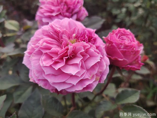 養(yǎng)好盆栽月季，要掌握好盆土水肥光害六個環(huán)節(jié)(圖1)