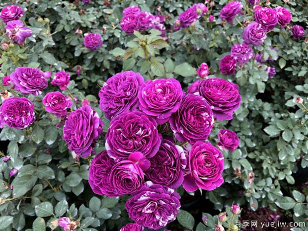 推薦8種微型月季，開花勤濃香型，適合陽臺養(yǎng)花(圖3)