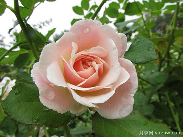 閃閃發(fā)光月季的優(yōu)缺點是什么？(圖1)